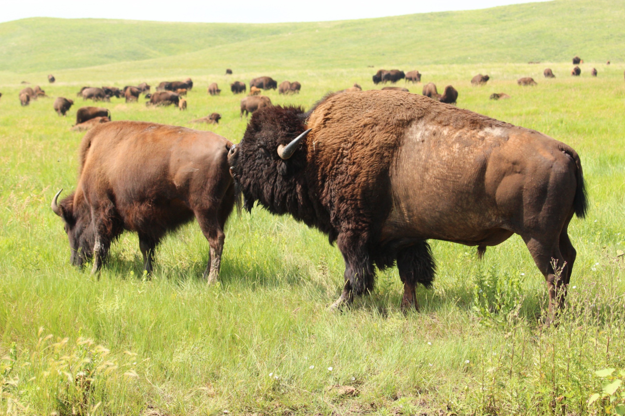 2015 Calkins Reunion, South Dakota
