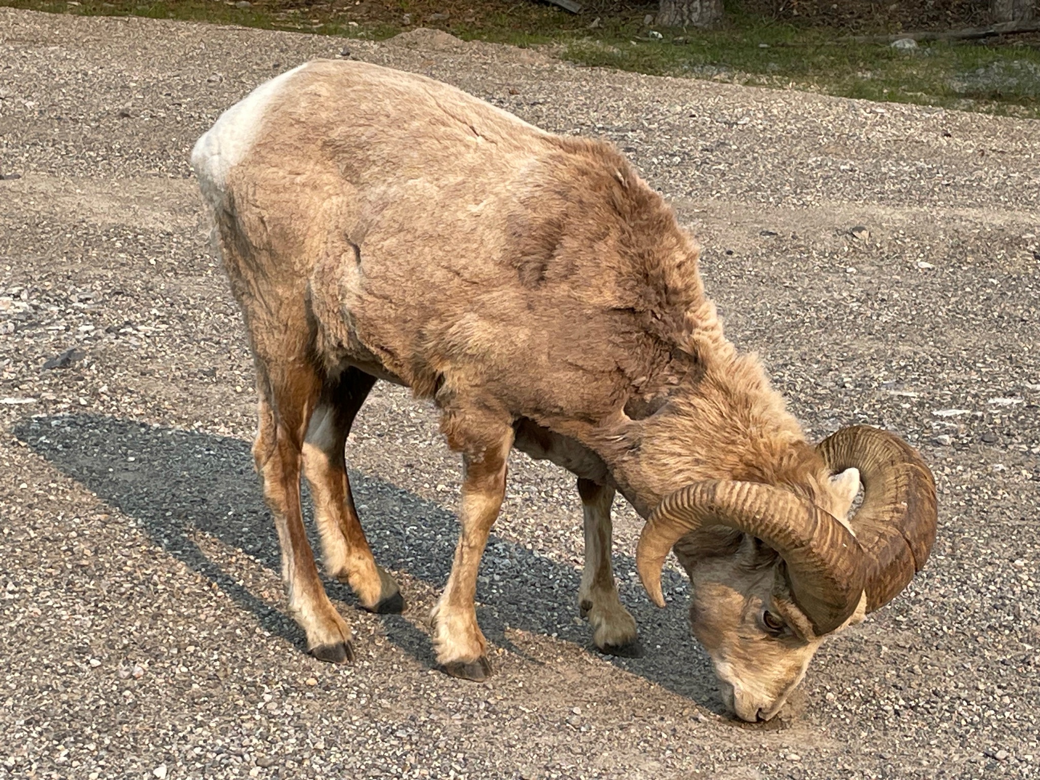 BigHorn Sheep