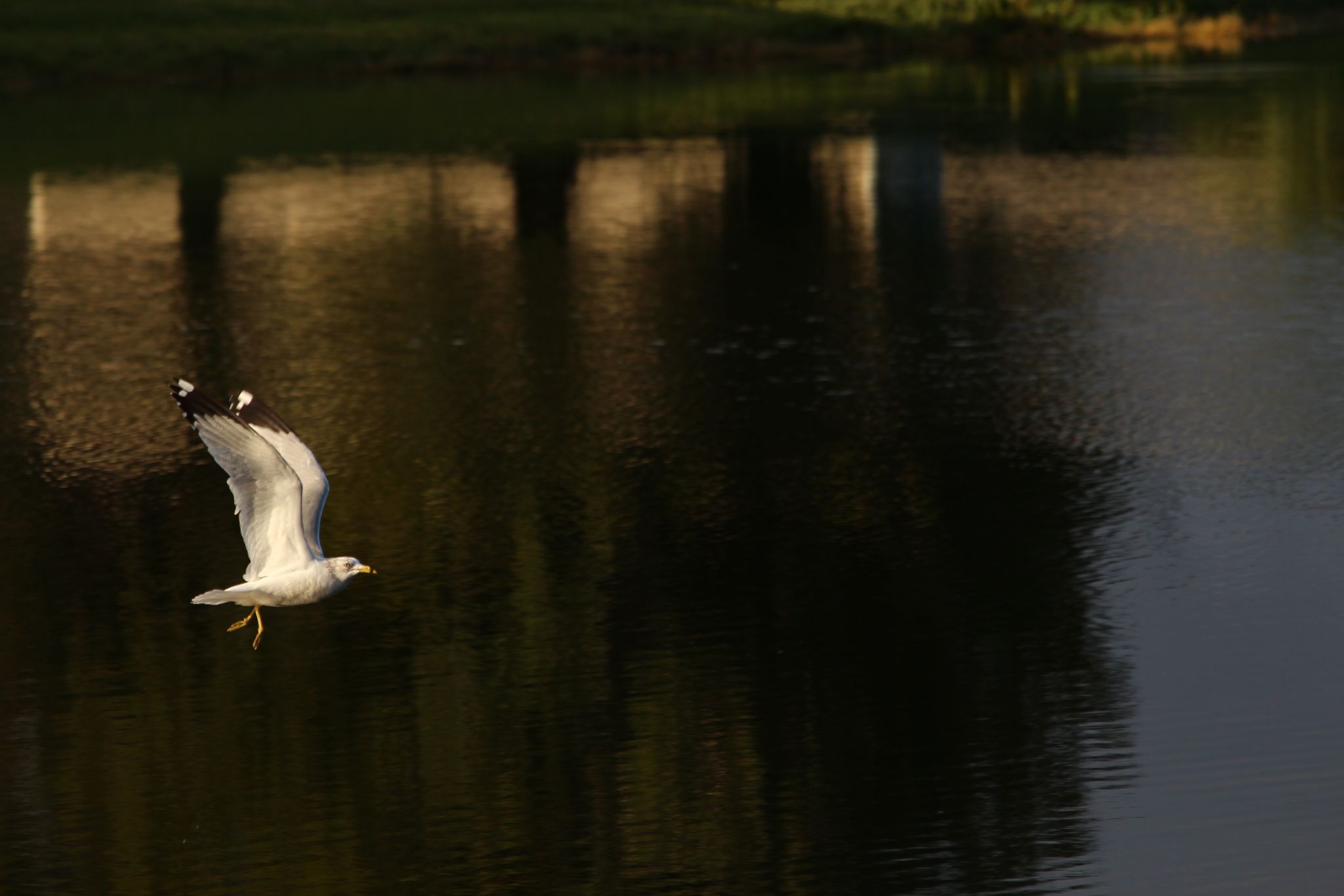 Seagull