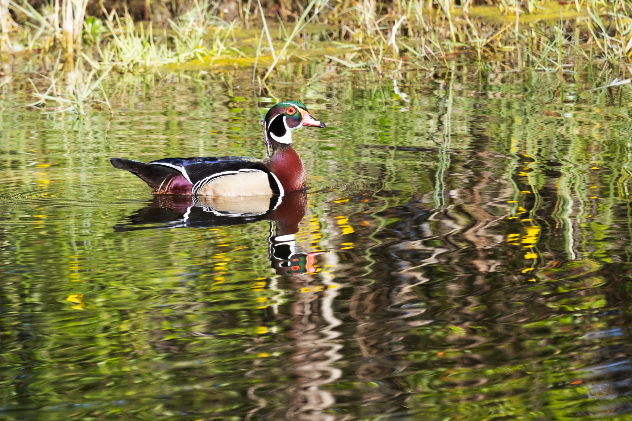 Wood Duck