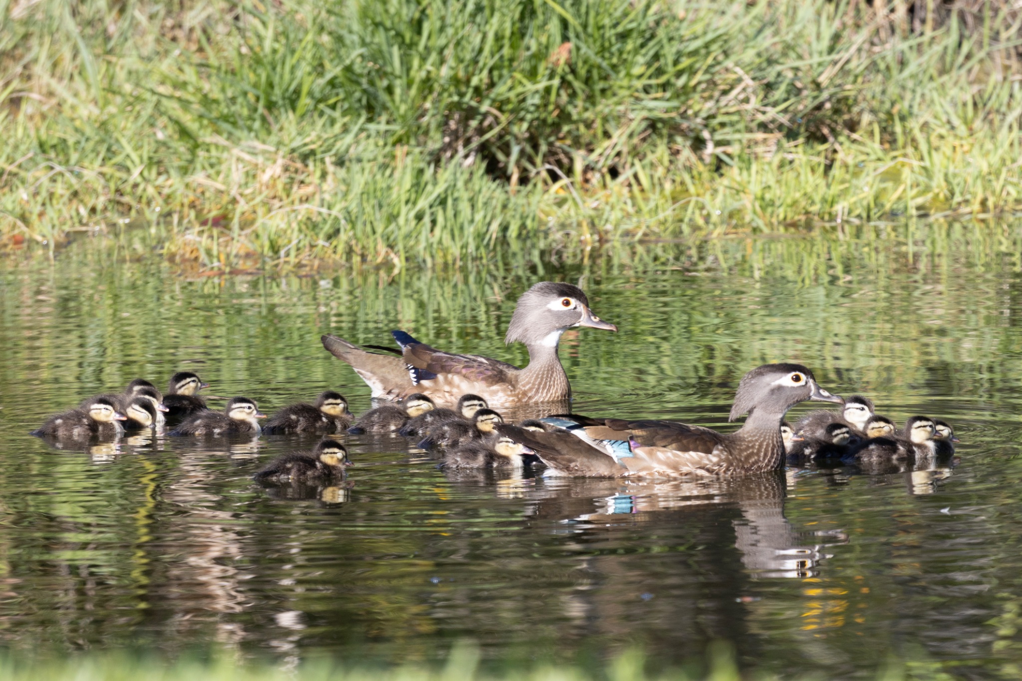 Wood Duck and ducklings