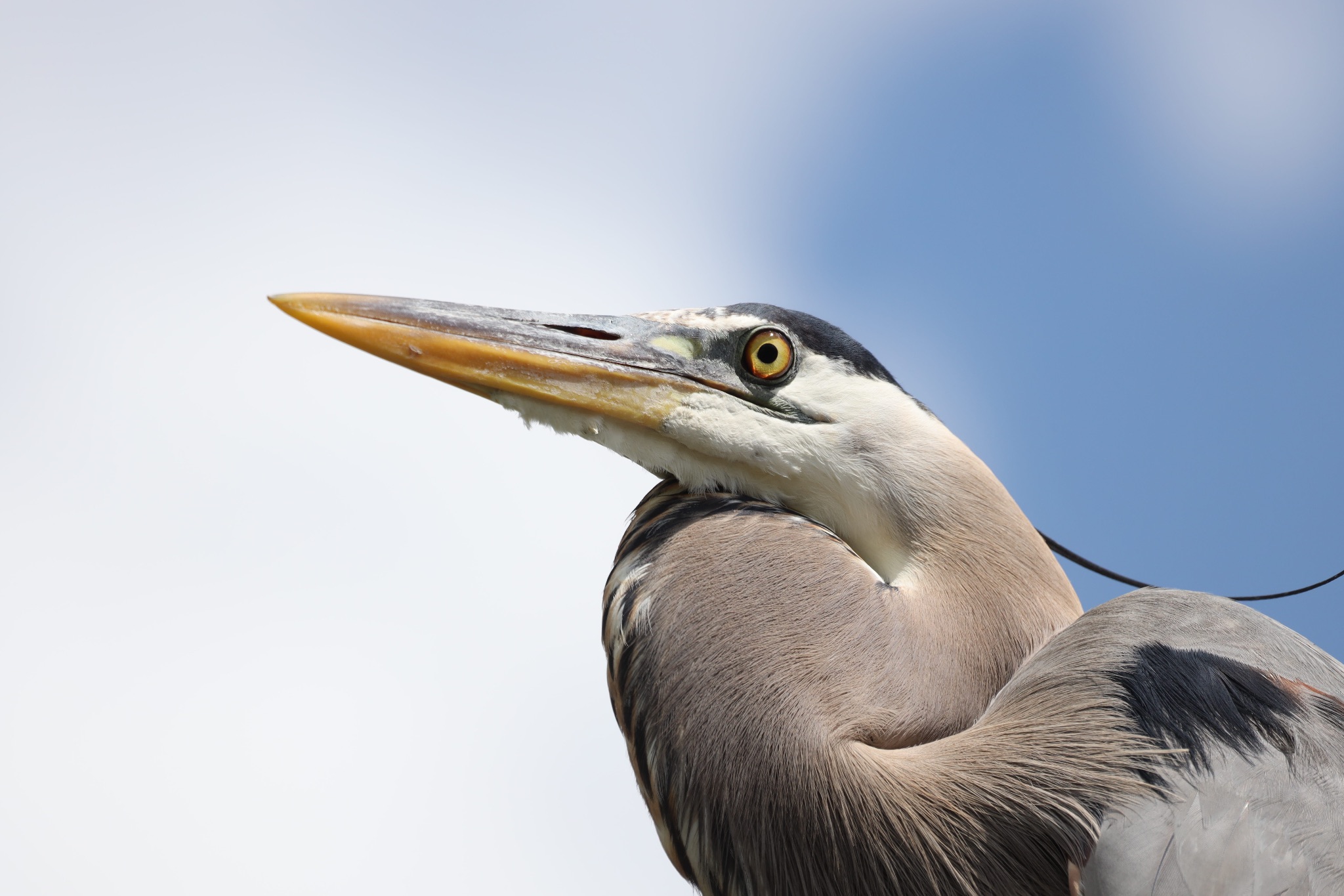 Great Blue Heron