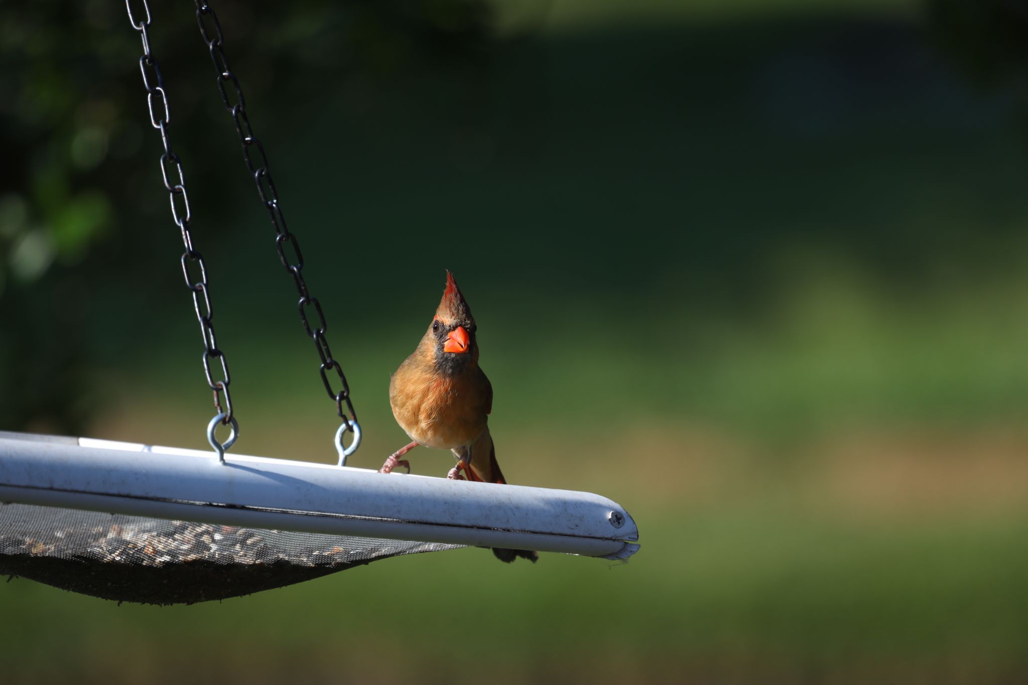 Female Cardinal