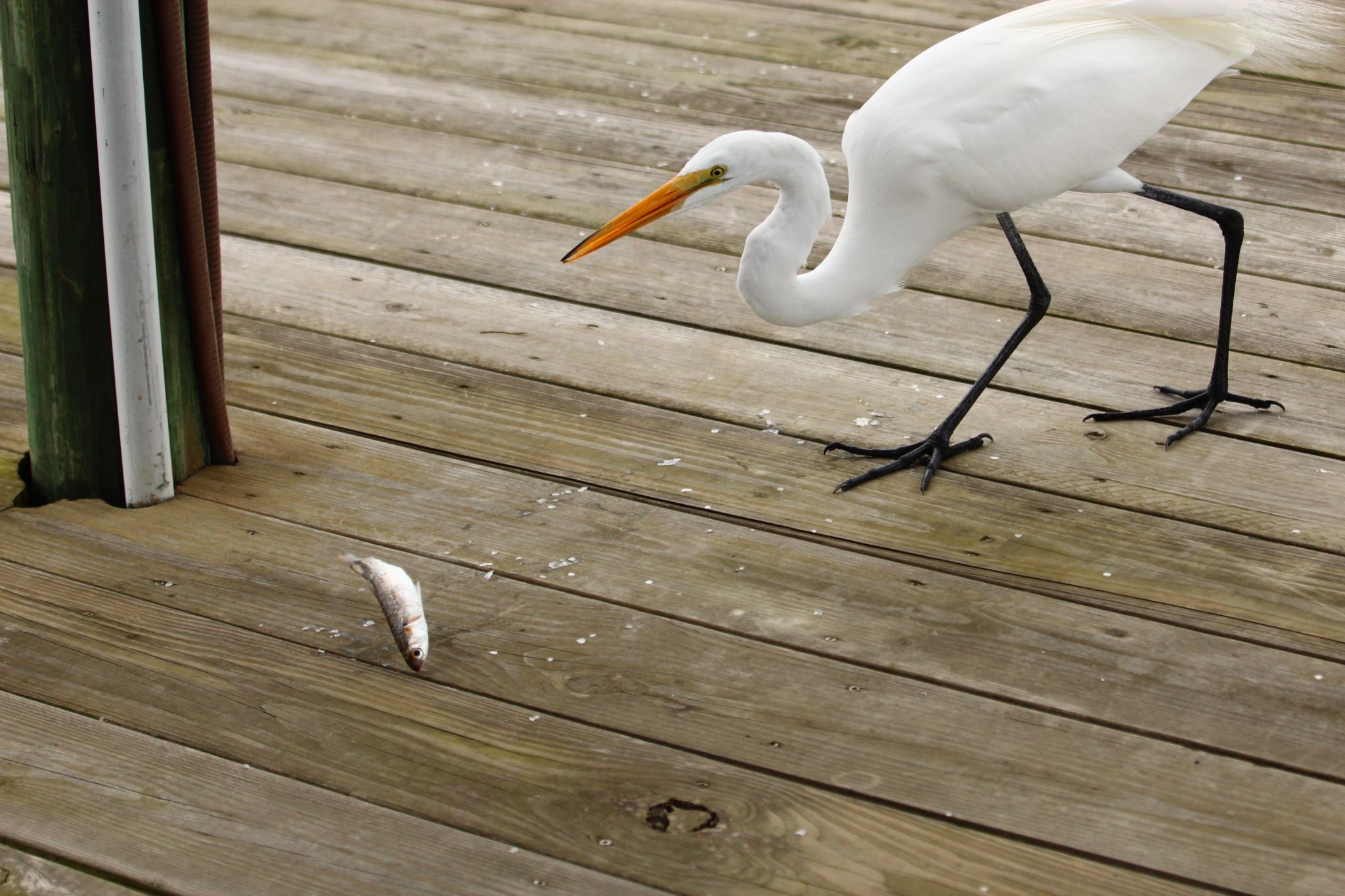 Snowy Egret