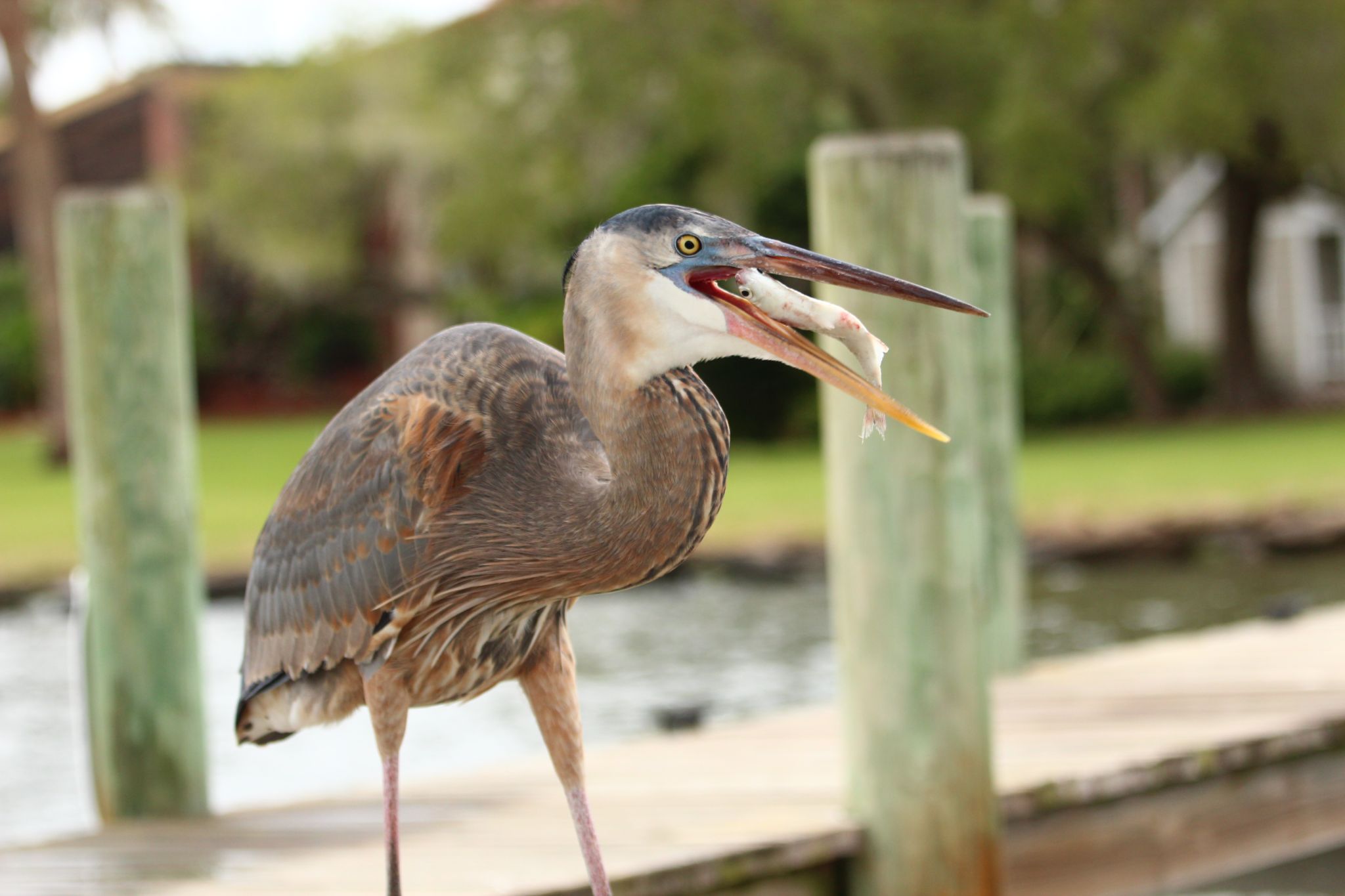 Great Blue Heron