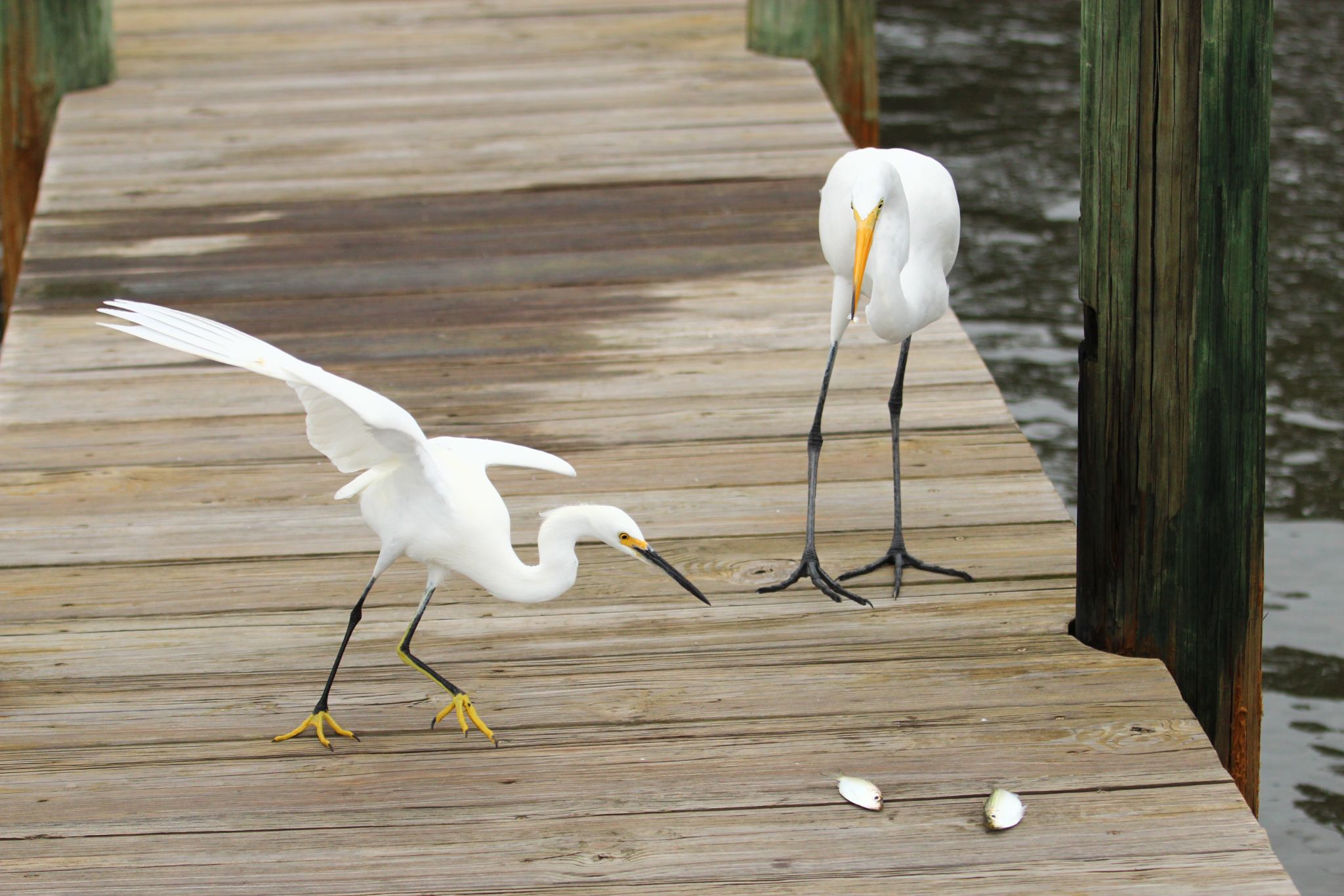 Snowy Egret with juvenile