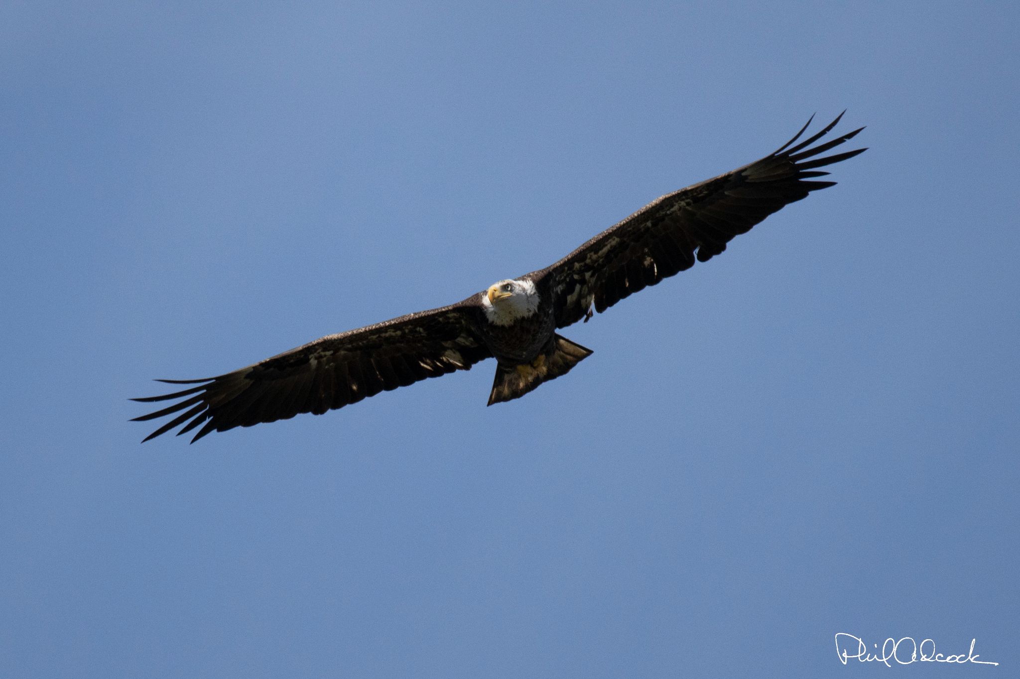 American Bald Eagle