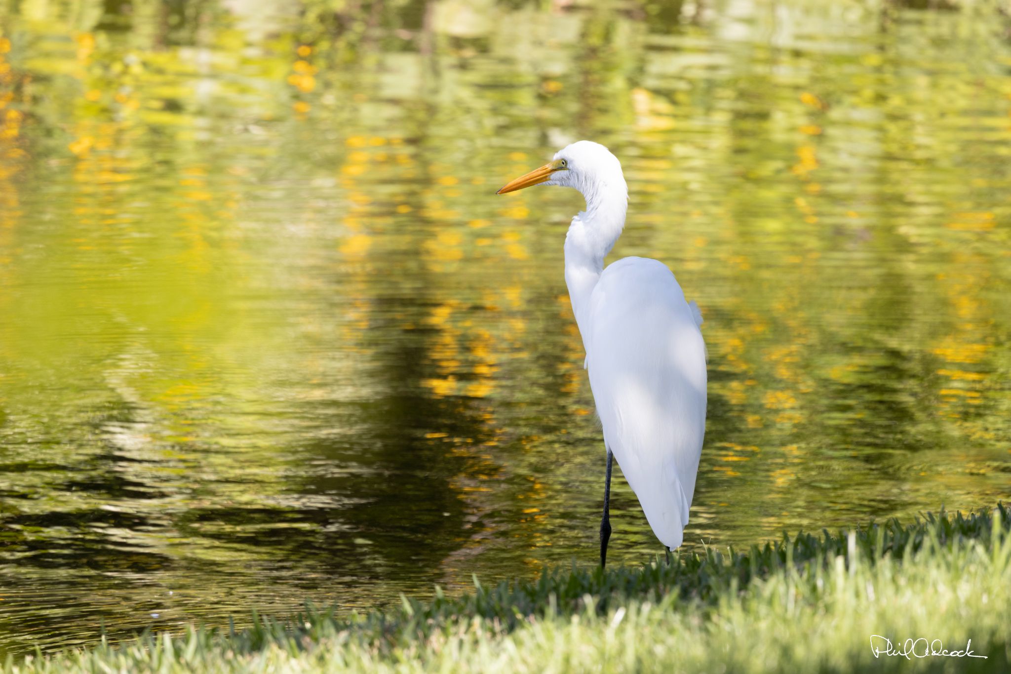 Snowy Egret