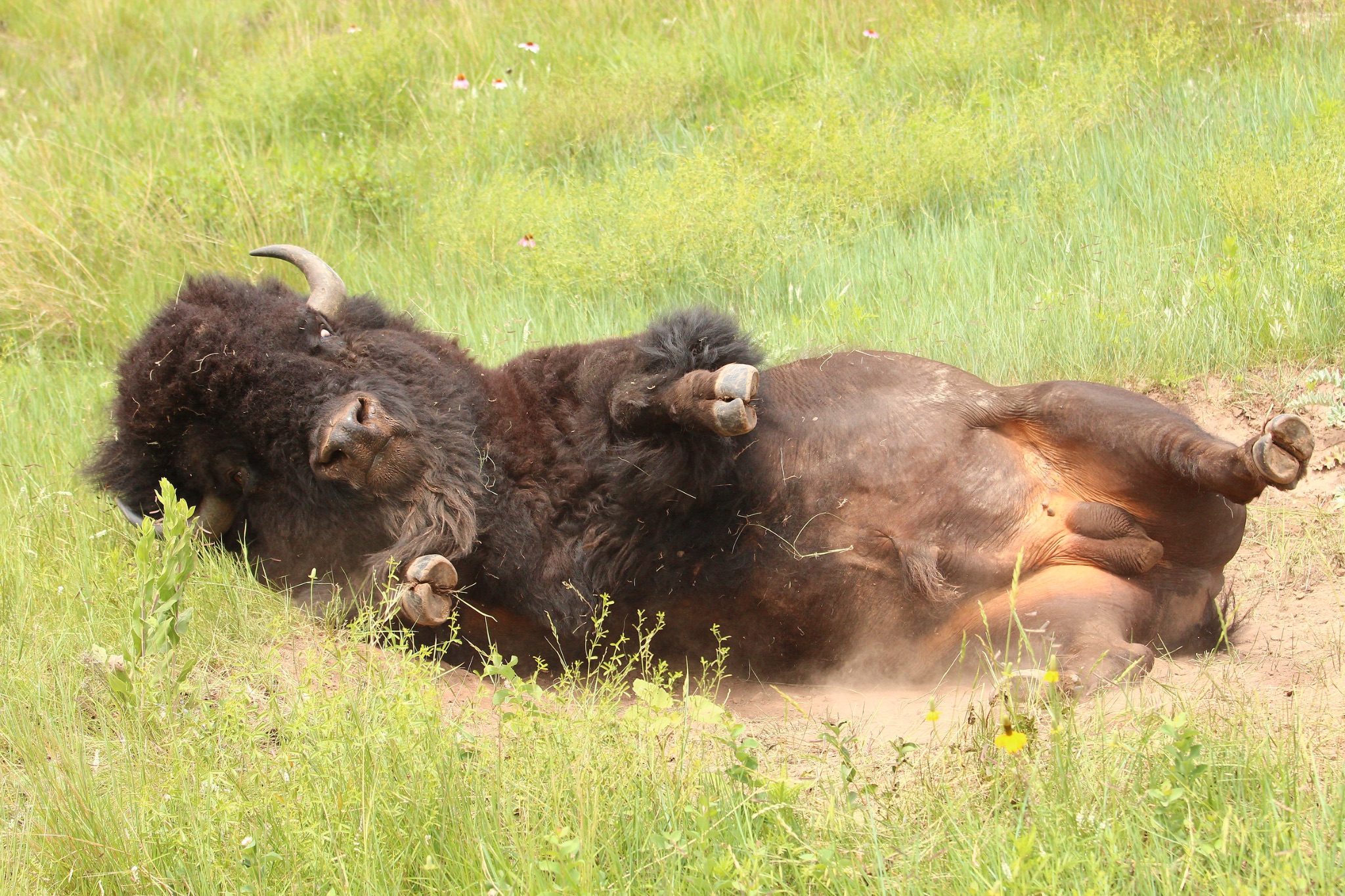 Buffalo ( American Bison )