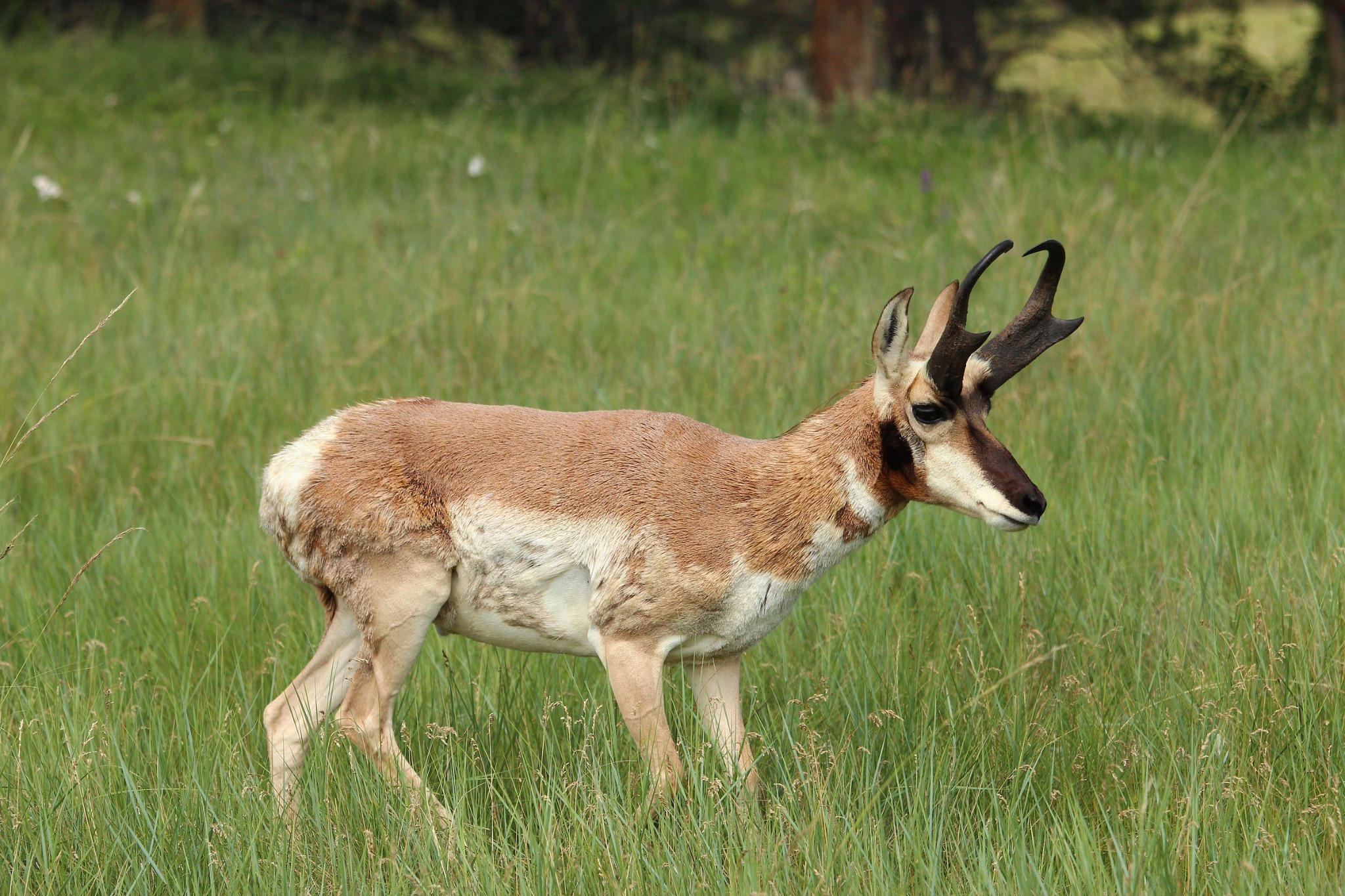 Antelope