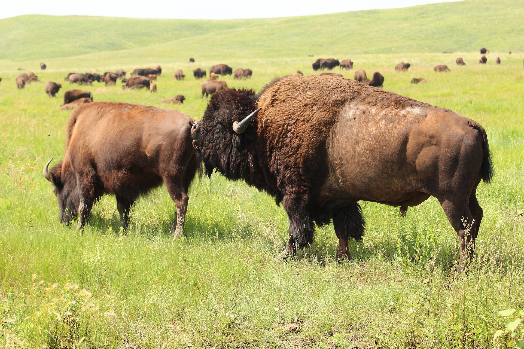 Buffalo ( American Bison )
