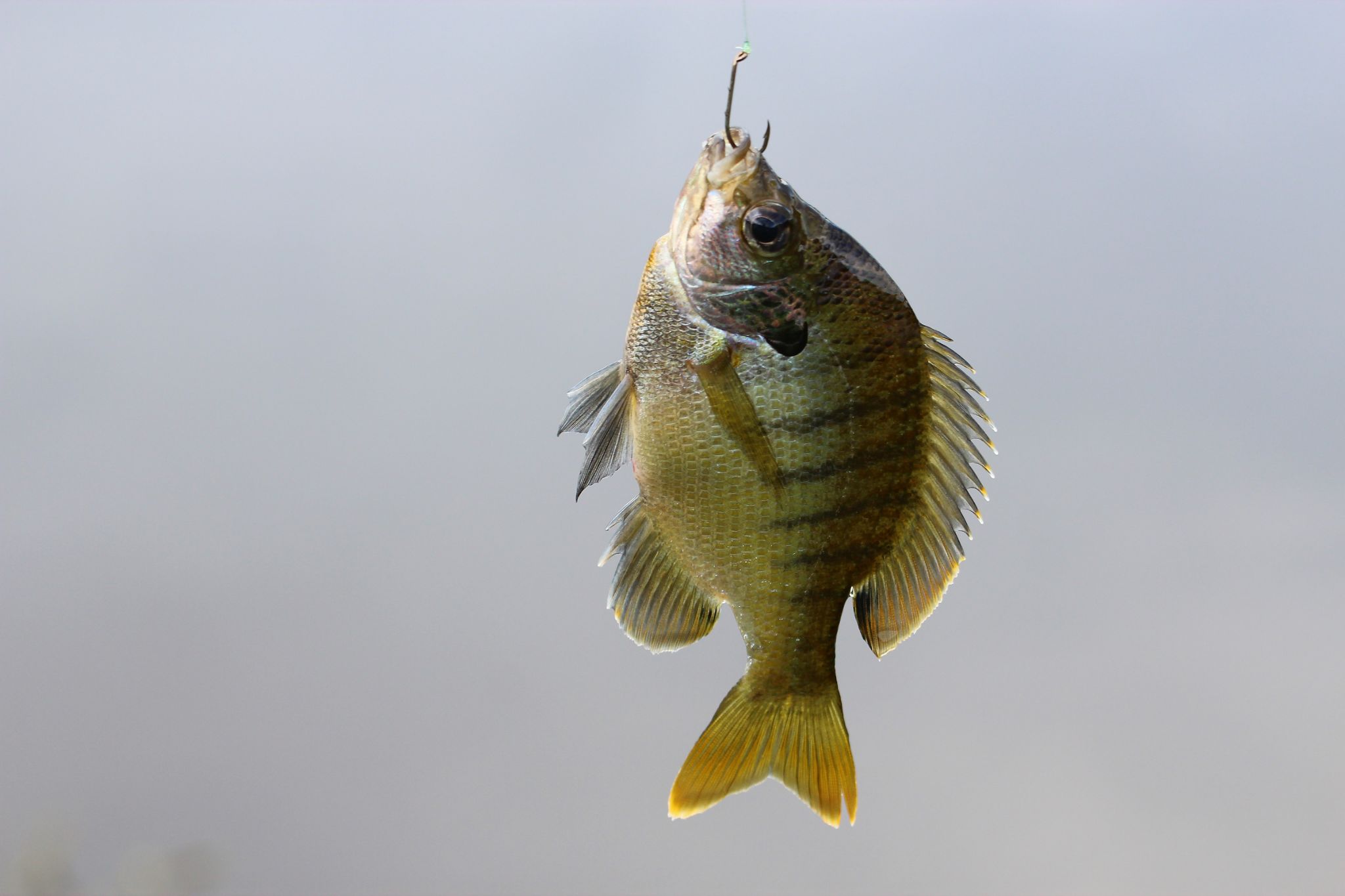 Backyard Catch