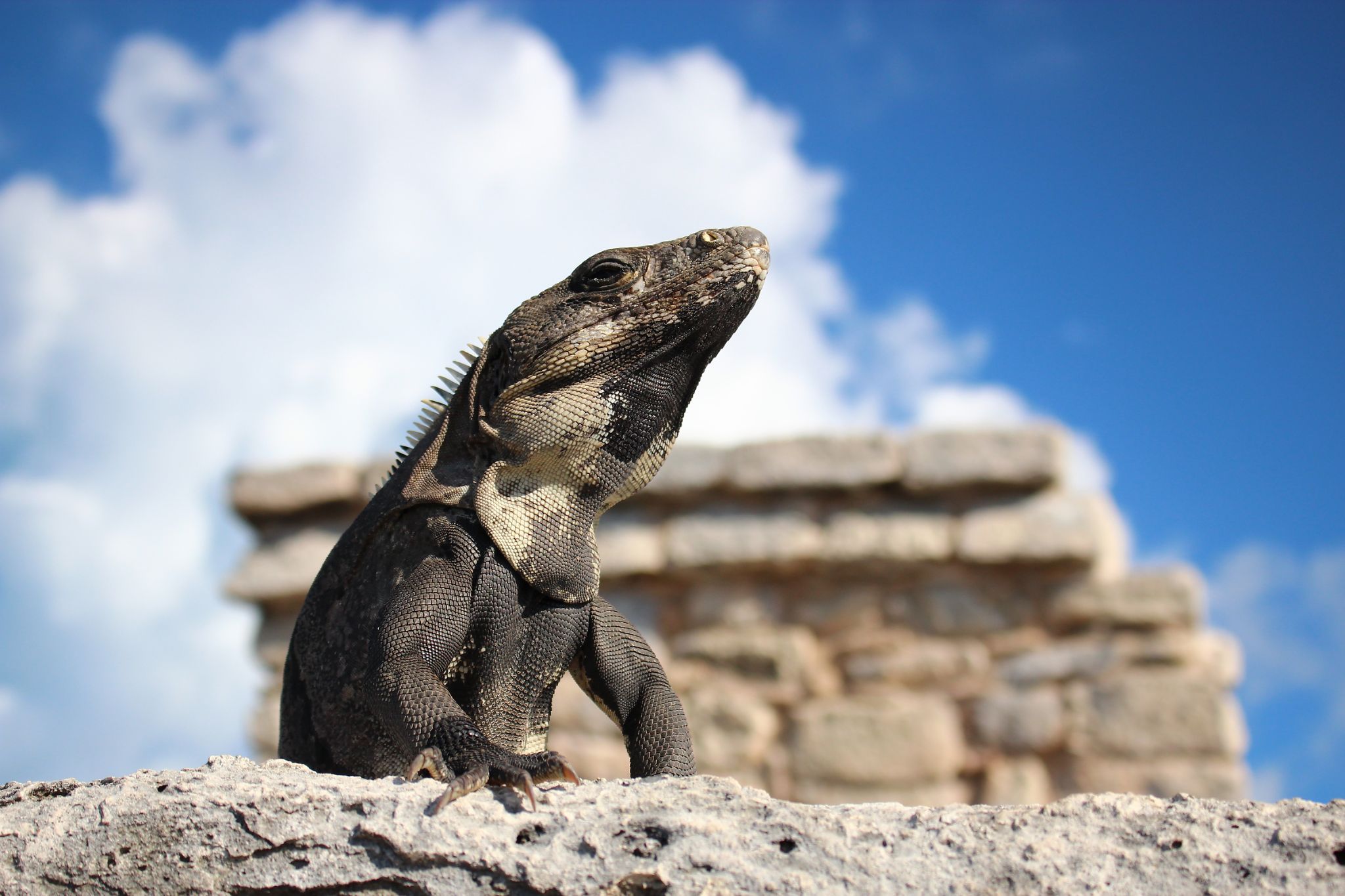 King of the Mayans